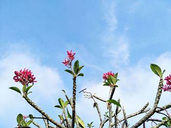 Low angle view of pink flowering plant against blue sky