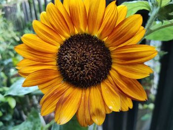 Close-up of sunflower