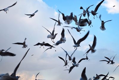 Low angle view of birds flying against sky