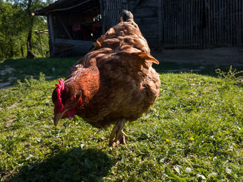 Duck in a field