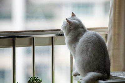 Cat sitting on railing