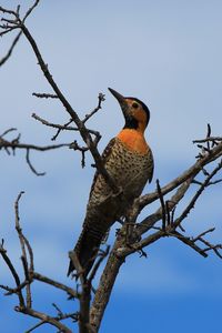 Low angle view of bird perching on tree against sky