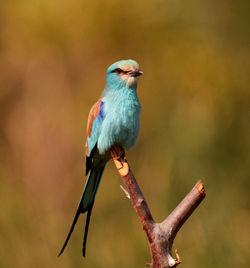 Close-up of bird perching on branch