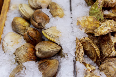 Close-up of seafood with ice for sale