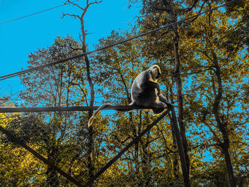 Low angle view of monkey on tree in forest