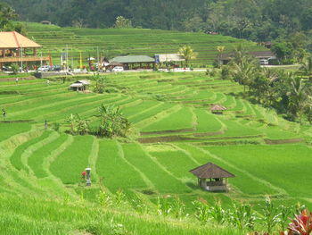 Scenic view of rural landscape