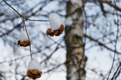 Close-up of snow on plant during winter