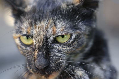 Close-up portrait of a cat