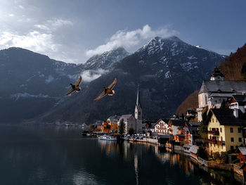 Birds flying over lake in town