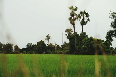 Scenic view of agricultural field against clear sky