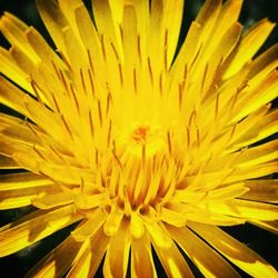 Close-up of yellow flowers