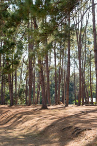 Pine trees in forest