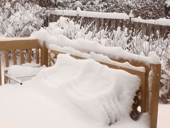 Close-up of snow on tree