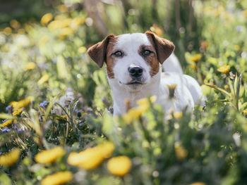 Portrait of dog on field