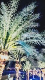 Palm trees against sky