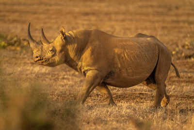 Black rhino