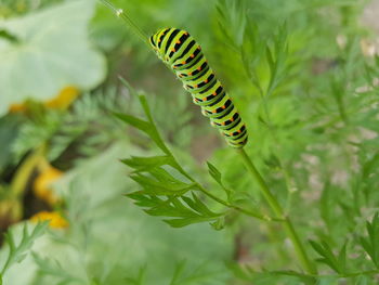 Close-up of insect on leaf