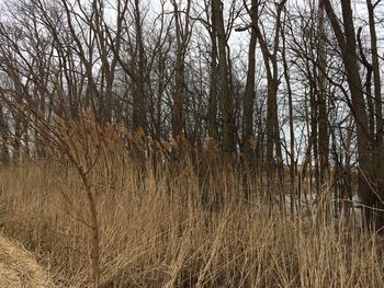 View of bare trees in forest
