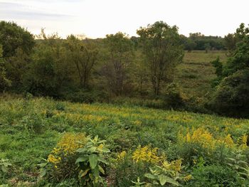 Scenic view of grassy field against sky