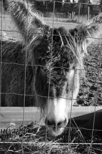 Close-up of goat in stable