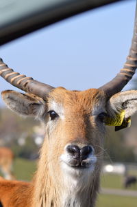 Close-up portrait of horse