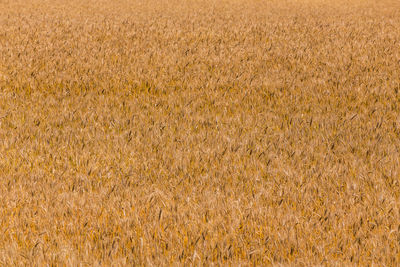 Full frame shot of oats field