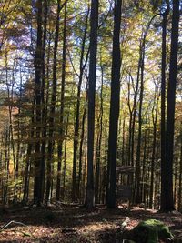 Trees in forest