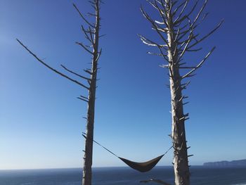 Hammock tied on bare trees by sea against clear blue sky on sunny day