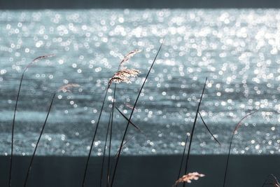 Close-up of plant on sea shore