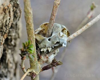 Close-up of insect