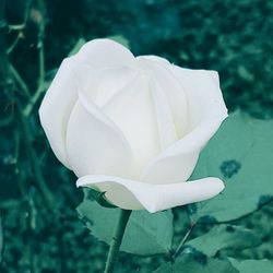 Close-up of fresh white flower blooming outdoors