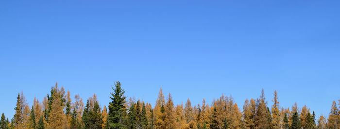 Low angle view of trees against clear blue sky