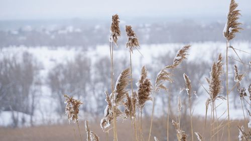 Close-up of frozen plant on field