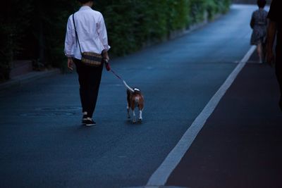 Rear view of dog walking on road