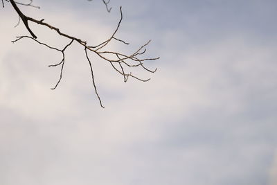 Low angle view of bare tree against sky