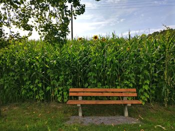 Empty bench on field by trees against sky