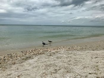 Seagulls on beach