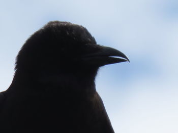 Low angle view of an animal