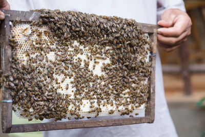 Midsection of beekeeper holding beehive