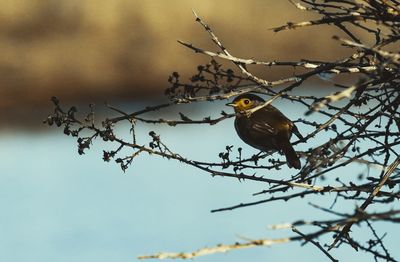 Low angle view of bird perching on tree