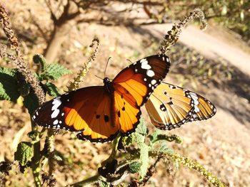 Close-up of butterfly on leaf