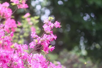 Close-up of purple flowering plant