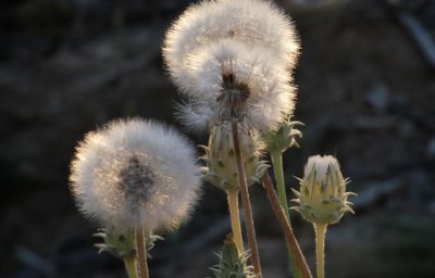 Close-up of dandelion on field