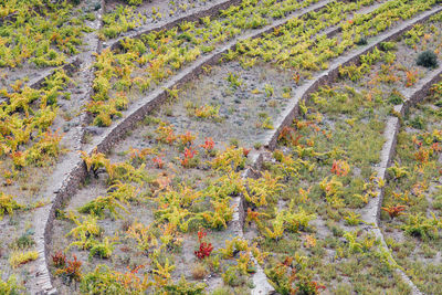 High angle view of trees
