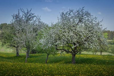 View of cherry blossom trees on field
