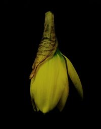 Yellow leaf over black background