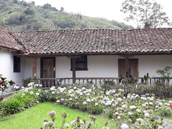 Plants growing on field against building