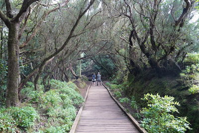 Footpath amidst trees in forest