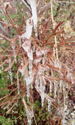 Close-up of plant in forest