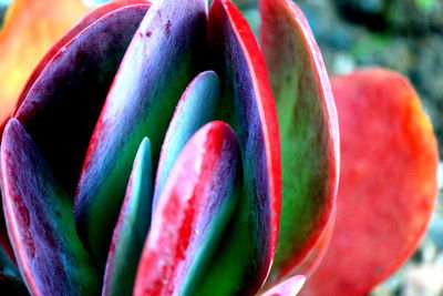 Close-up of red flower